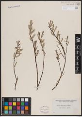 Foto von Salix candida Flüggé ex Willd.
